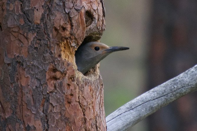 Private Birdwatching Activity in Penticton - What to Expect