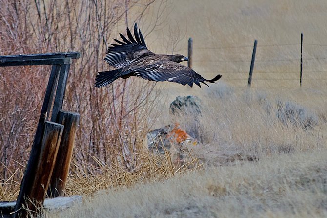 Private Birdwatching Activity in Penticton - Language