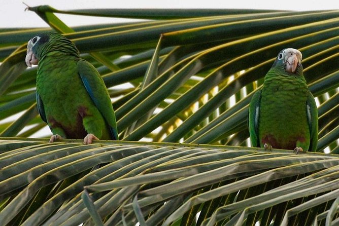 Private Birdwatching in Los Haitises National Park - Bird Species to Spot