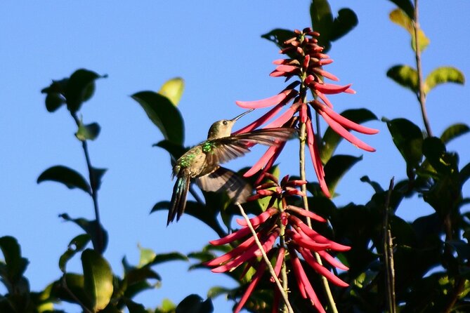 Private Birdwatching Tour in Sian Kaan Muyil - Tour Inclusions and Whats Provided