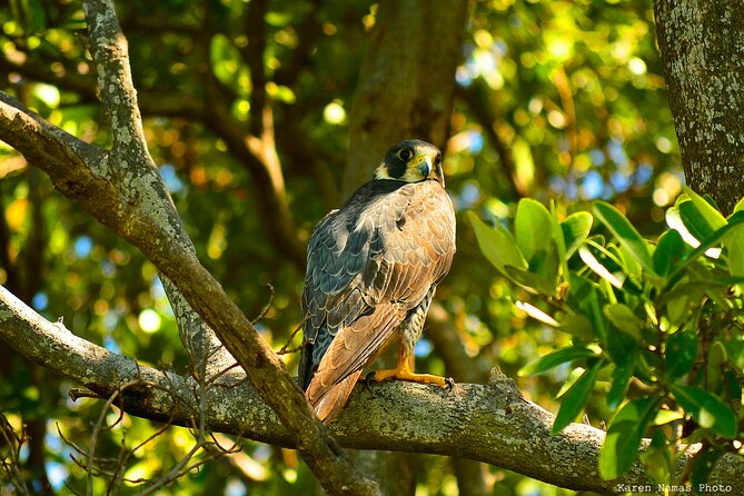 Private Birdwatching Tour in Sian Kaan Muyil - Meeting Point and Pickup Details