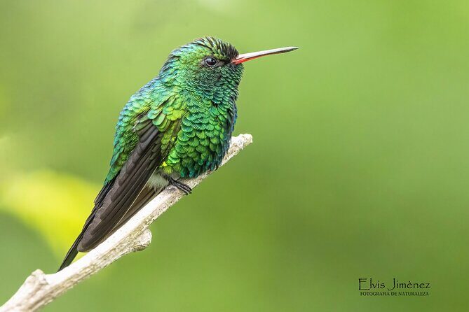 Private Birdwatching Tour with a Guide in Cozumel - Good To Know