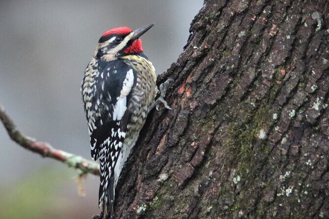 Private Birdwatching Walking Activity in Hendersonville - Good To Know