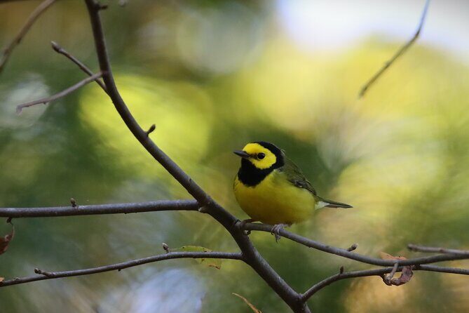 Private Birdwatching Walking Activity in Hendersonville - The Sum Up