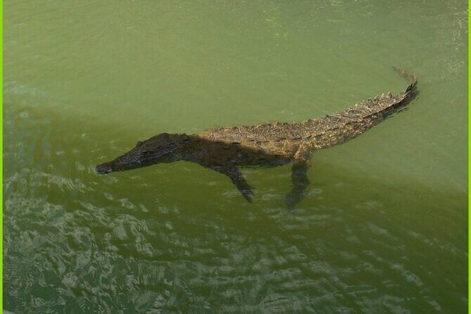 Private Black River Safari Guided Tour & YS Falls Tour - Why Youll Love This Tour