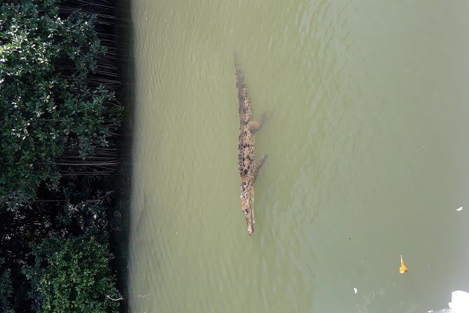 Private Black River Safari Tour from Montego Bay - Final Thoughts