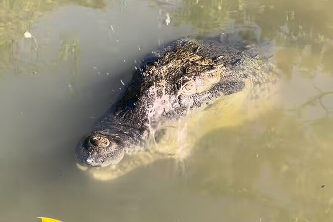 Private Black River Safari Tour from Montego Bay Resorts - FAQs