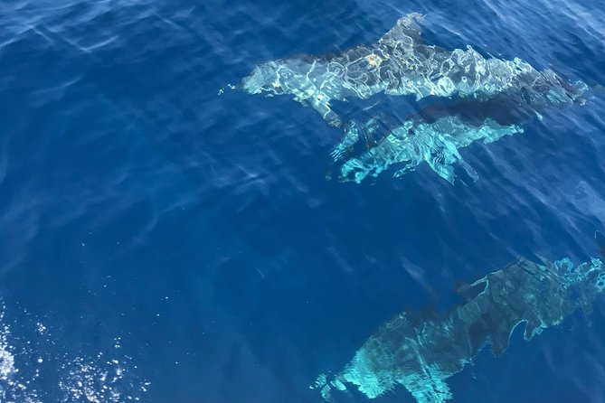 Private Blue Cave and Hvar - 5 Islands Tour - The Sum Up