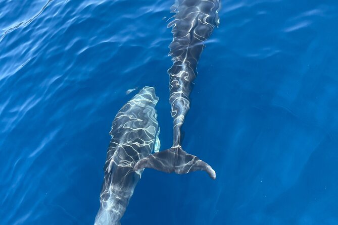 Private Blue Cave Tour-Half Day With a Speedboat - Booking Information