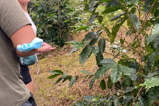 Private Blue Mountain tour from Ocho Rios - Tour Duration and Return