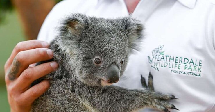 Private Blue Mountain Tour With Wildlife and River Cruise - Experience Highlights