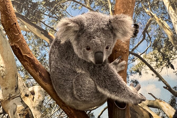 Private Blue Mountains Day Trip VIP From Sydney - Reviews and Overall Rating