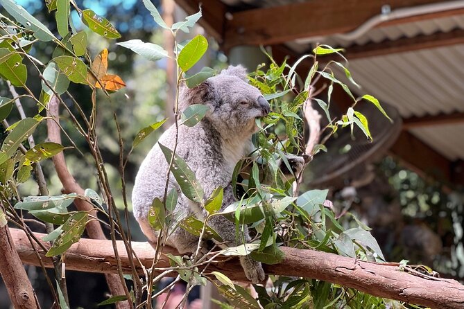 Private Blue Mountains Day Trip VIP From Sydney - Additional Information and Pickup Details