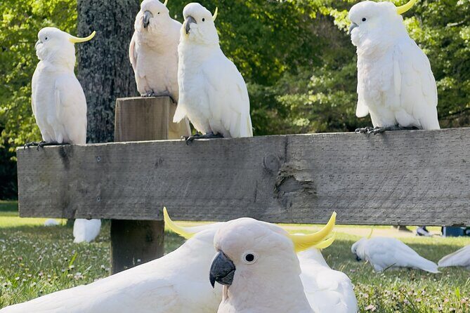 PRIVATE Blue Mountains Scenic World Australian Wildlife & Cruise - FAQ