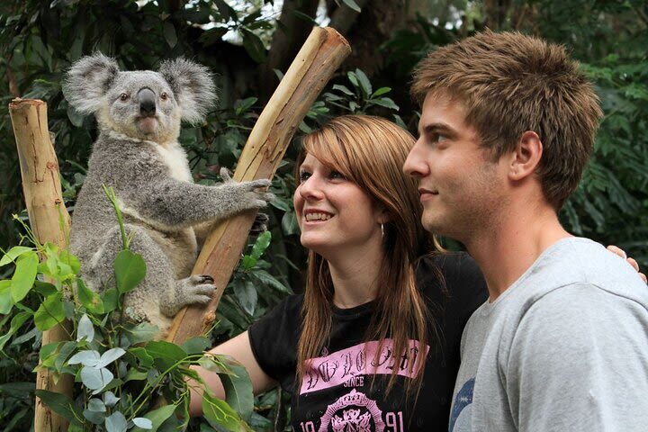 Private Blue Mountains, Scenic World & Australian Wildlife Tour - At a glance