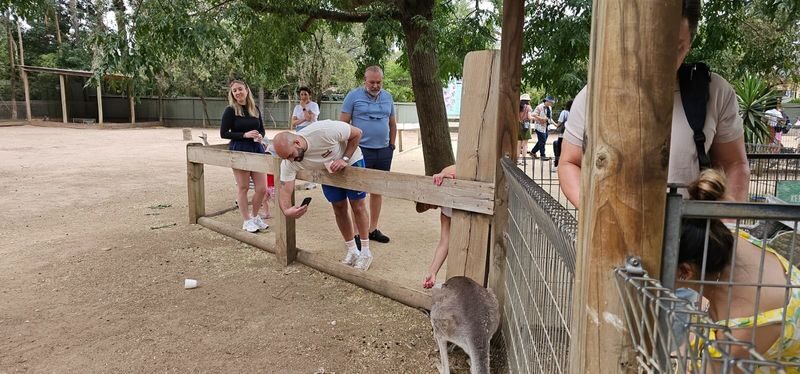 Private Blue Mountains, Scenic World & Australian Wildlife Tour - A full day from Sydney, without the rental car