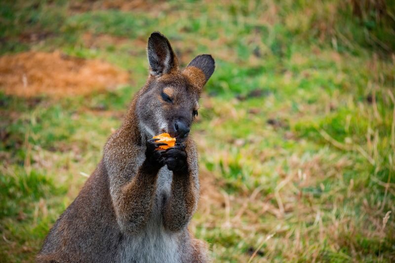 Private Blue Mountains, Scenic World & Australian Wildlife Tour - Leura’s shopfronts and winding roads