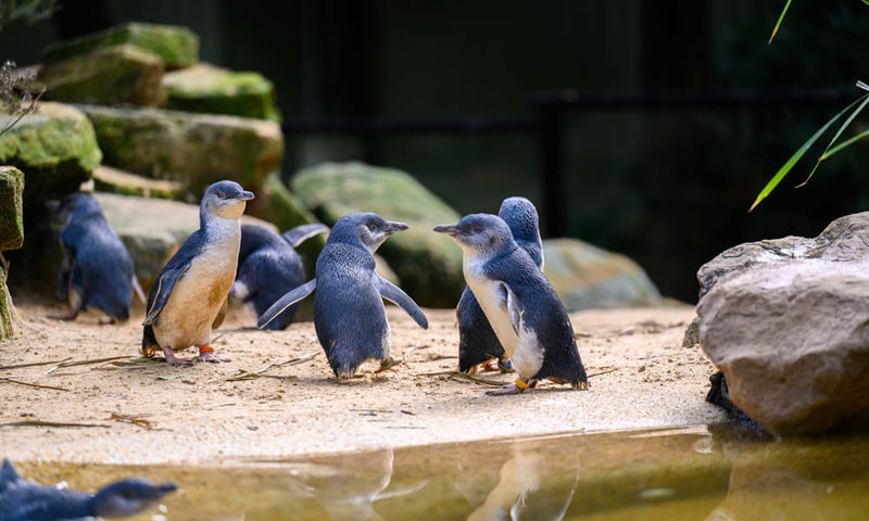 Private Blue Mountains, Scenic World & Australian Wildlife Tour - Eaglehawk, Boars Head and Cahill’s lookouts