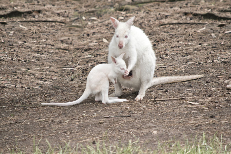 Private Blue Mountains, Scenic World & Australian Wildlife Tour - What the private format adds