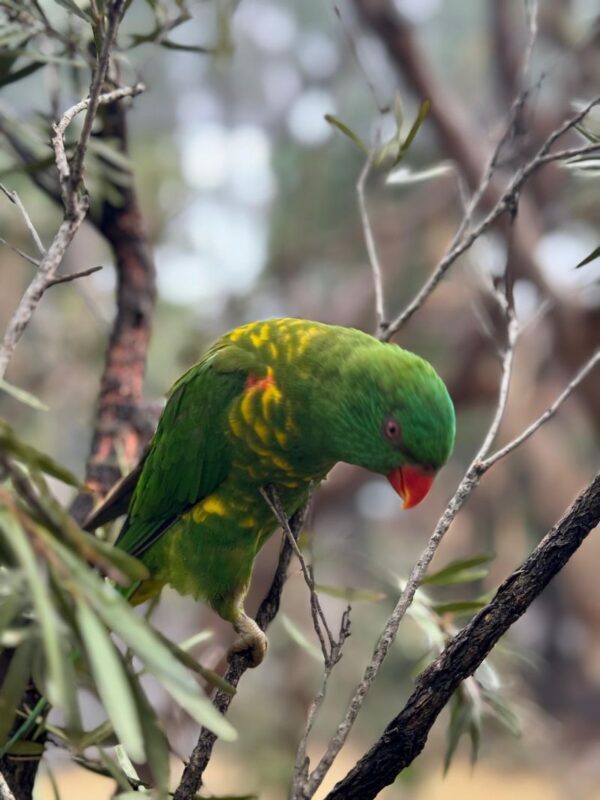 Private Blue Mountains, Scenic World & Australian Wildlife Tour - Price, inclusions and what to budget for