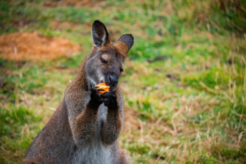 Private BlueMountains, ScenicWorld & AustralianWildlife Tour - Who Is This Tour Best For?