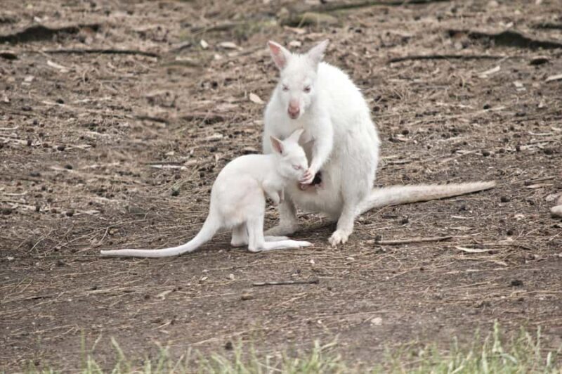 Private BlueMountains, ScenicWorld & AustralianWildlife Tour - Final Thoughts