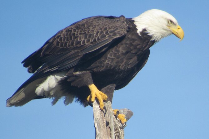 Private Boat and Dolphin Watching in Florida - Pricing and Booking