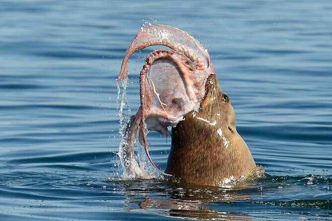 Private Boat Charter Explore Southern Gulf Islands Tour - FAQs