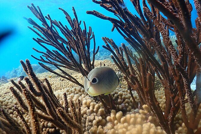 private Boat Dive charter with local guide and all Equipment - Final Thoughts: Who Will Love This Tour?