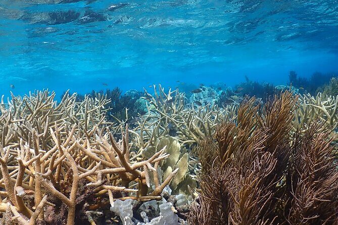 private Boat Dive charter with local guide and all Equipment - FAQs