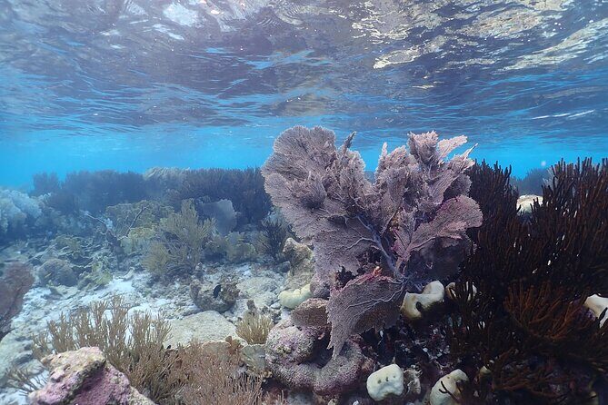 private Boat Dive charter with local guide and all Equipment - The Sum Up