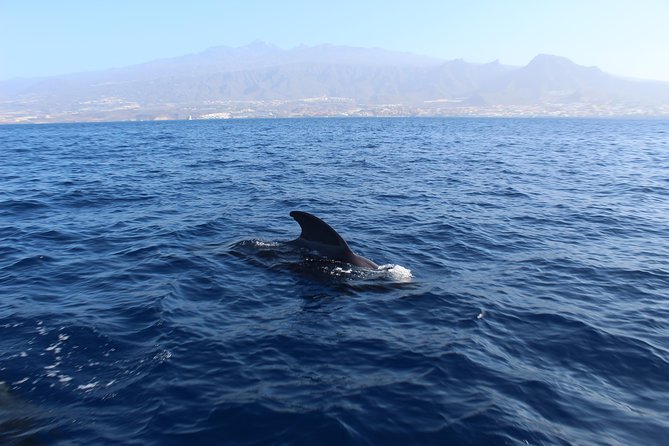Private Boat Excursion in Tenerife - Booking and Cancellation