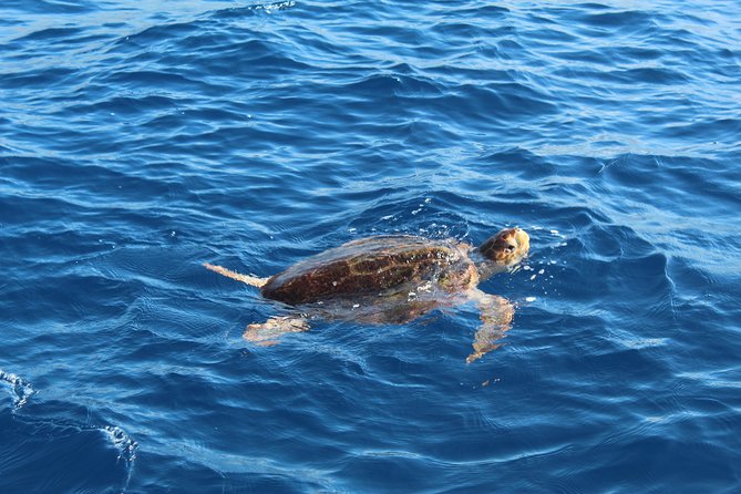 Private Boat Excursion in Tenerife - Weather and Refunds