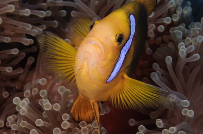 Private Boat for your Romantic Dive in Bora Bora - Discovering the Private Boat Romantic Dive in Bora Bora