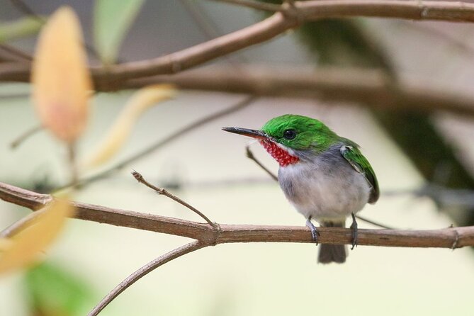 Private Boat Nature Tour of Los Haitises National Park - Tour Details and Highlights
