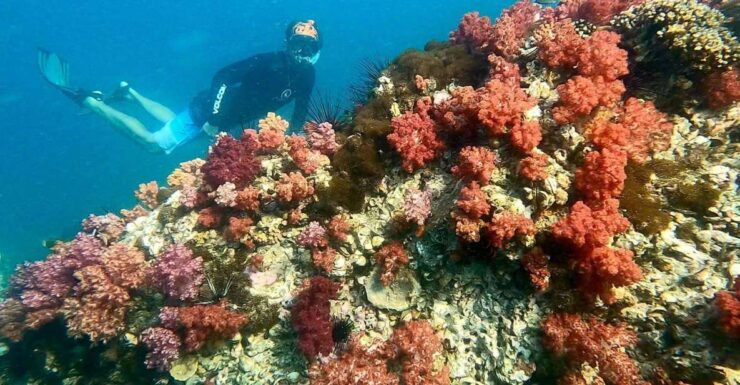 Private Boat Snorkeling Trip Half Day - Experience Details