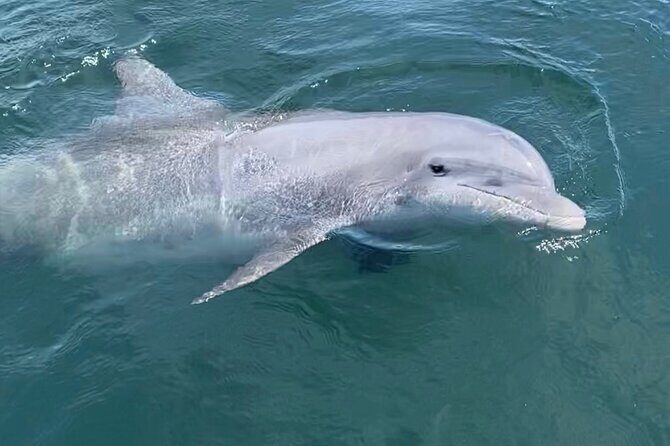 Private Boat Tour Dolphins Sunsets Shell Island and Snorkeling - FAQ