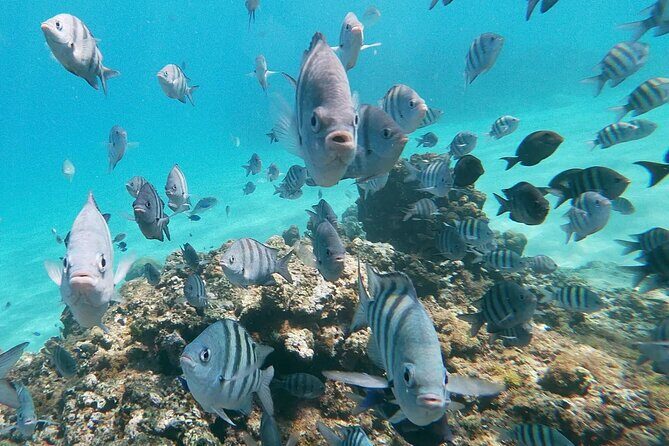Private boat tour from Taino Bay and Amber Cove Passengers - Exploring the Private Boat Tour from Taino Bay and Amber Cove