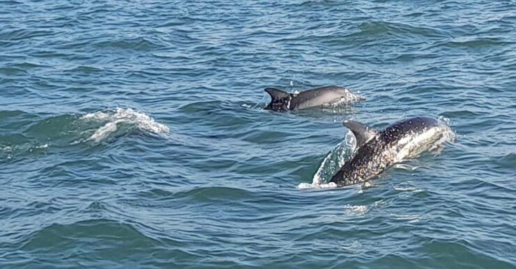 Private Boat Tour in Lisbon: With Welcome Drink and Music. - Good To Know