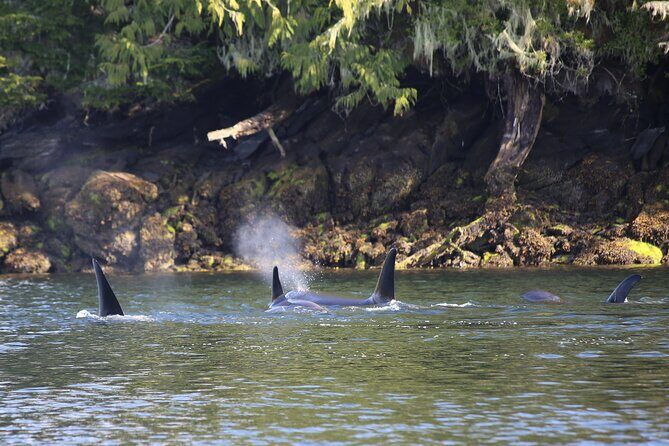 Private Boat Tour of Misty Fjords from Ketchikan - Exploring the Misty Fjords: A Closer Look