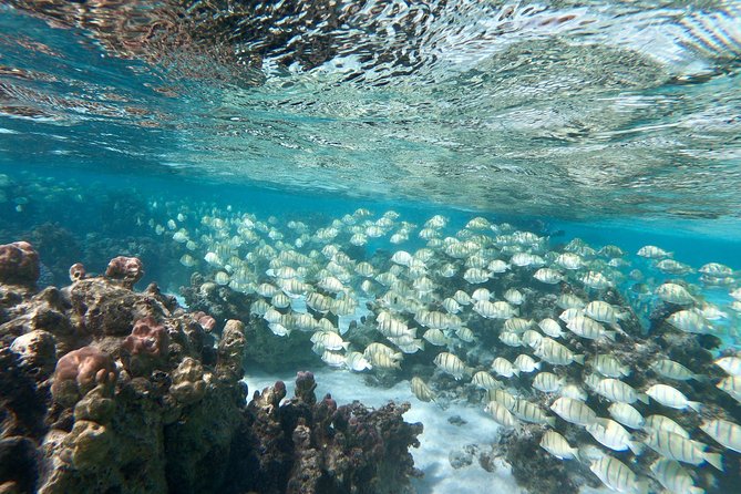 Private Boat Tour of Moorea Lagoon - Traveler Tips