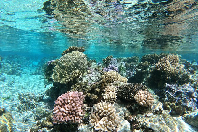 Private Boat Tour of Moorea Lagoon - Directions