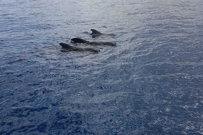 Private Boat Tour on Scarlet Sails Yacht Tenerife - How to Get to Scarlet Sails Yacht