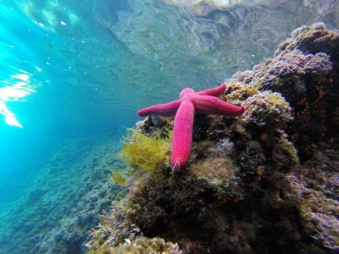 Private Boat Tour to Discover the Palinuro Coast - Inclusions