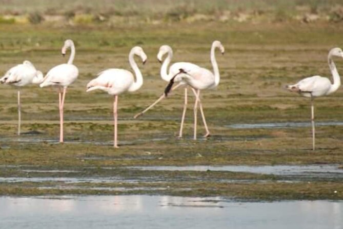 Private Boat Tour to Murano, Burano, Torcello - Background