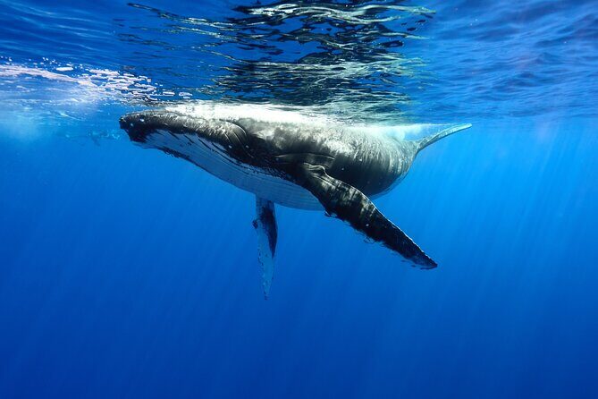 Private boat tour to swim with whales and sharks - Good To Know