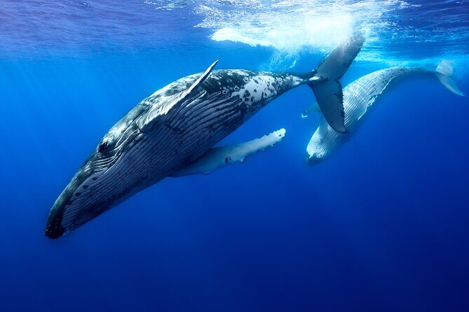 Private boat tour to swim with whales and sharks - Why This Tour Stands Out