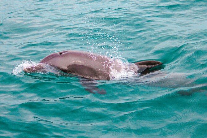 Private Boat Tour With Dolphin Spotting and Snorkelling From Phuket - Itinerary Overview