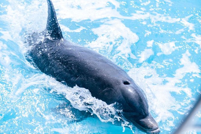 Private Boat Tours to Outer Islands, Snacks Drinks- Snorkel- Cruise! - Highlights of the Tour