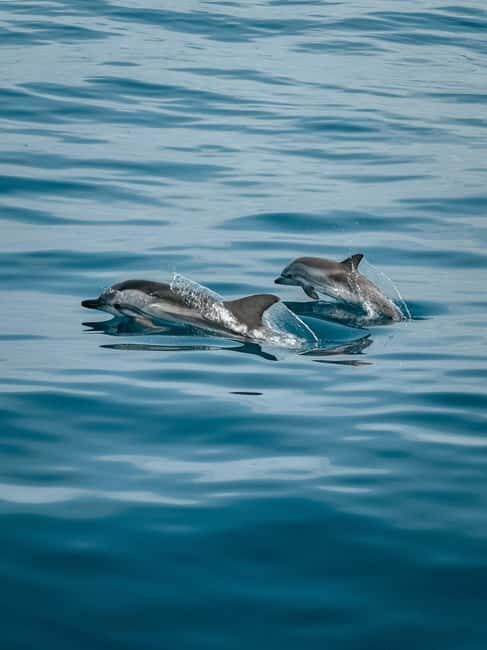 Private boat trips in Porec: dolphin watching, panoramic tour - Good To Know